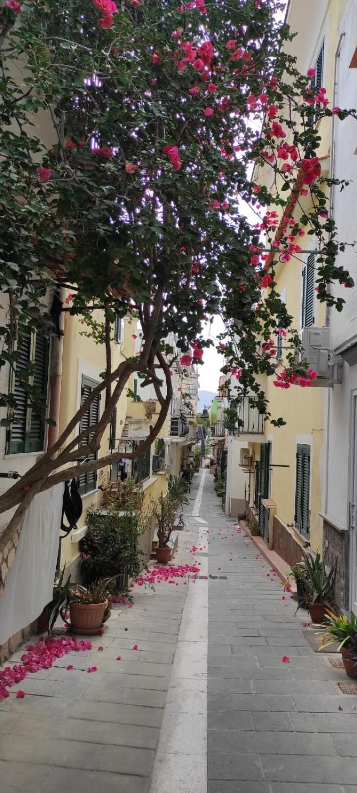 La Casa Rosa Di Giulia Villa Ischia Ngoại thất bức ảnh